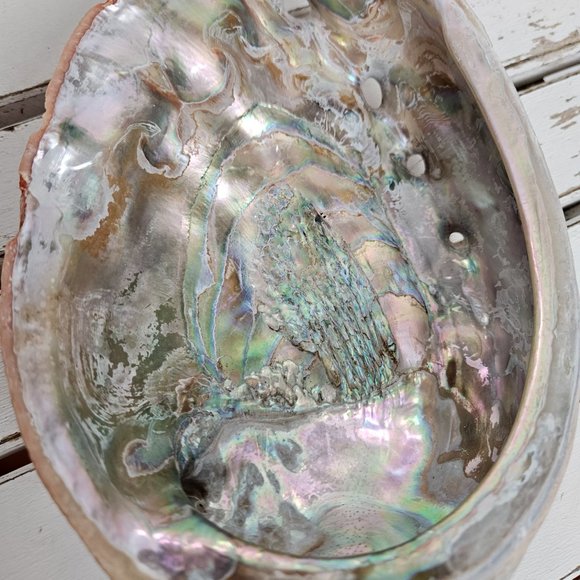 Abalone Shell - Picture 6 of 7